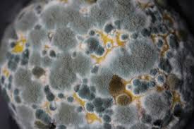 Close-up of mold growth with green, yellow, and white fuzzy textures, representing mold toxicity, fungal contamination, and indoor air quality concerns.